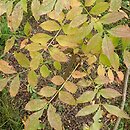 Fraxinus pallisiae