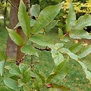 Fraxinus paxiana (Jesion Pax'a)