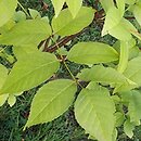 Fraxinus quadrangulata (jesion czterograniasty)