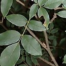 Fraxinus retusa