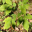 Fraxinus sieboldiana (jesion Siebolda)
