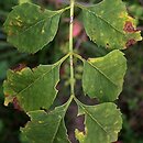 Fraxinus sogdiana