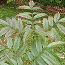 Fraxinus suaveolens