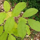 Fraxinus albicans
