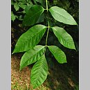 Fraxinus profunda