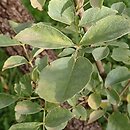 Fraxinus velutina (jesion aksamitny)