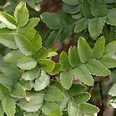 Fraxinus ×xanthoxyloides