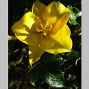 Fremontodendron californicum