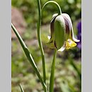 Fritillaria acmopetala (szachownica ostropłatkowa)