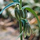 Fritillaria affinis