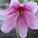 Fritillaria alburyana