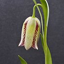 Fritillaria amana