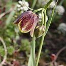Fritillaria rhodocanakis ssp. argolica