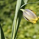 Fritillaria assyriaca