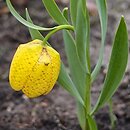 Fritillaria aurea