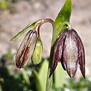 Fritillaria biflora