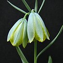 Fritillaria bithynica