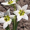 Fritillaria bucharica (szachownica bucharska)