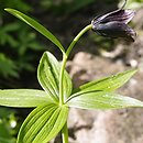 Fritillaria camschatcensis (szachownica kamczacka)