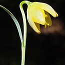 Fritillaria carica