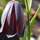 Fritillaria caucasica