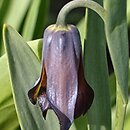 Fritillaria chlororhabdota