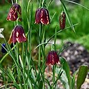 Fritillaria cirrhosa (szachownica żółta)