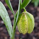 Fritillaria collina