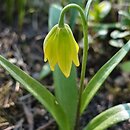 Fritillaria conica