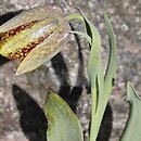 Fritillaria crassifolia ssp. crassifolia