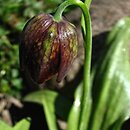 Fritillaria davisii