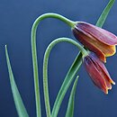 Fritillaria drenovskii