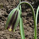Fritillaria elwesii