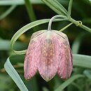 Fritillaria ferganensis