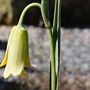 Fritillaria frankiorum