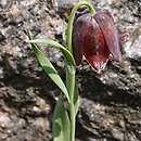 Fritillaria graeca ssp. graeca