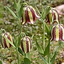 Fritillaria graeca var. guicciardii 