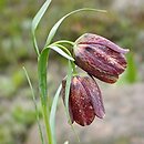 Fritillaria grandiflora