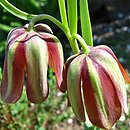 Fritillaria gussichiae