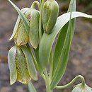 Fritillaria hermonis (szachownica hermońska)