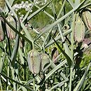 Fritillaria involucrata