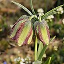 Fritillaria ionica ssp. ionica
