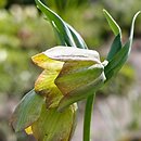 Fritillaria ionica ssp. thessala