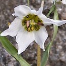 Fritillaria karelinii