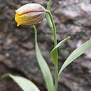 Fritillaria kurdica
