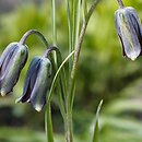 Fritillaria latakensis