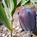 Fritillaria latifolia