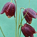 Fritillaria meleagroides