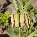 Fritillaria messanensis ssp. gracilis