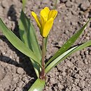 Fritillaria minima